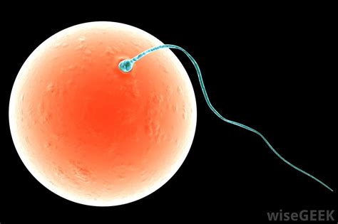 fertilization the human reproductive system