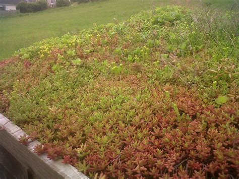 Sedum Roof Enviromat Green Roof Maintenance