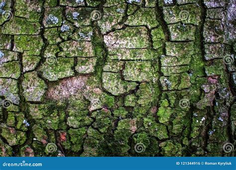 The Bark Of A Tree Covered With Moss Stock Photo Image Of Organic