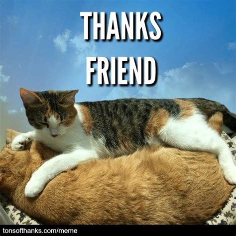 56 nice thank you memes with cats artofit