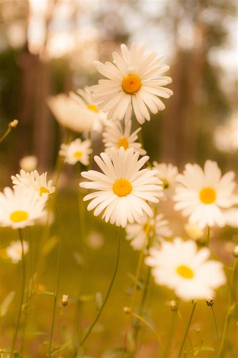 Free Images Nature Blossom Field Meadow Sunlight Leaf Flower