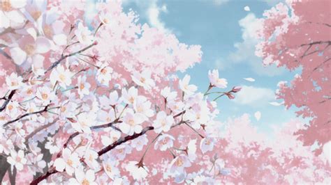 Cherry Blossom Aesthetic Anime Background 