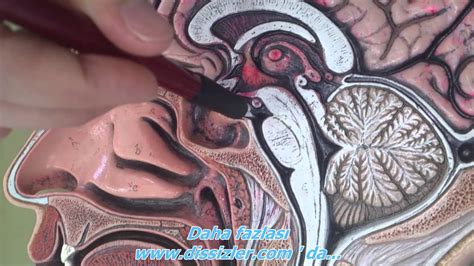 Beyin Anatomi Maket Video Ders Konu Anlatımı Youtube