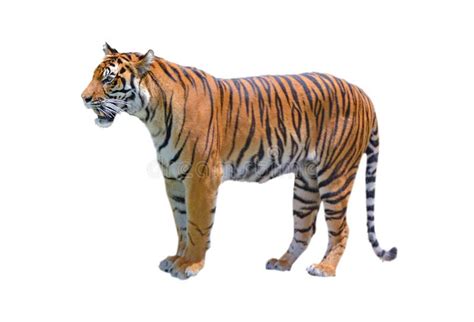 6028 Bengal Tiger White Background Photos Free And Royalty Free Stock