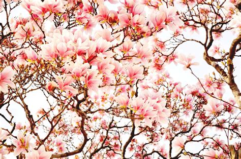 Magnolia Blossoms