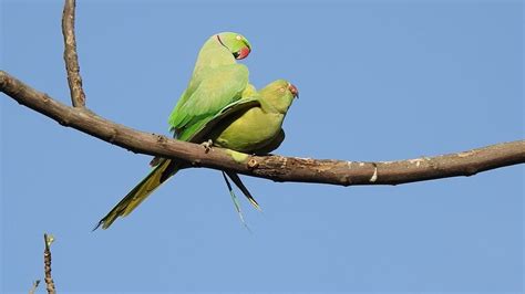 Parrots Mating Rose Ringed Parakeet Pair Bird Mates Parakeet