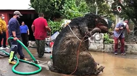 Giant Rat In Mexico City Turns Out To Be Lost Halloween Prop