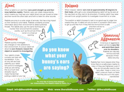Setelah itu sebelum melakukan penginstalan kita masuk ke menu pengaturan yang ada di. Animal Behaviour & Welfare Course - The Rabbit House
