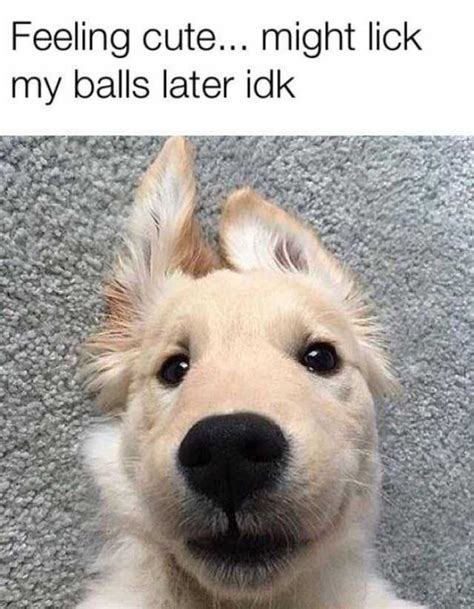 Lick My Balls Meme Telegraph