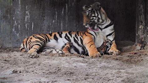 Tigress Sheela Gives Birth To Cubs In Siliguris Bengal Safari Park