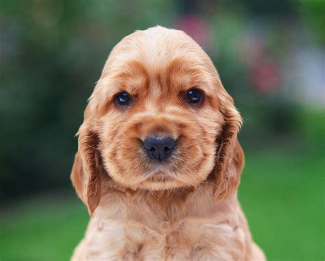 Top 12 Dog Breeds That Have The Cutest Puppies Ever