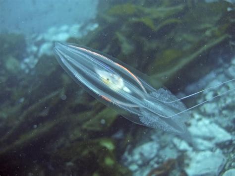 Not So Deep Sea Comb Jellyfish Fish Pet Jellyfish Deep Sea