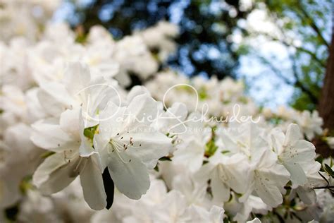 Here at images landscaping, we have the tree planting services needed to ensure you're properly planting your beautiful flowering tree. DesignScapes of NC, Ltd. - Landscaping Raleigh NC ...