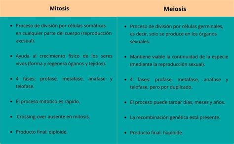 Diferencias Y Semejanzas Entre Mitosis Y Meiosis Cuadro Comparativo Hot Sexy Girl