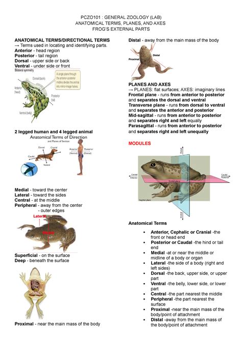 Anatomical Planes And Frogs External Parts Pczo101 General Zoology