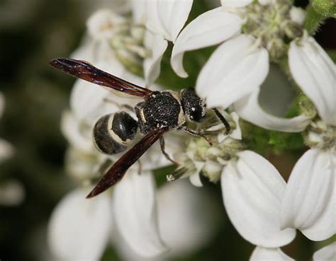 Euodynerus Megaera Bugguidenet