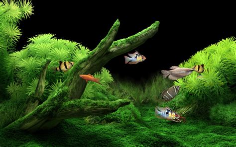 Salvapantallas En 3d Dream Aquarium ~ Teckbios