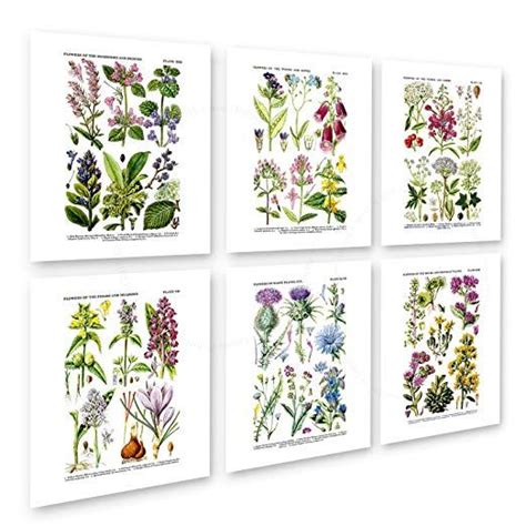 English Wild Flowers Botanical Art Reproduction Unframed Set Of Six