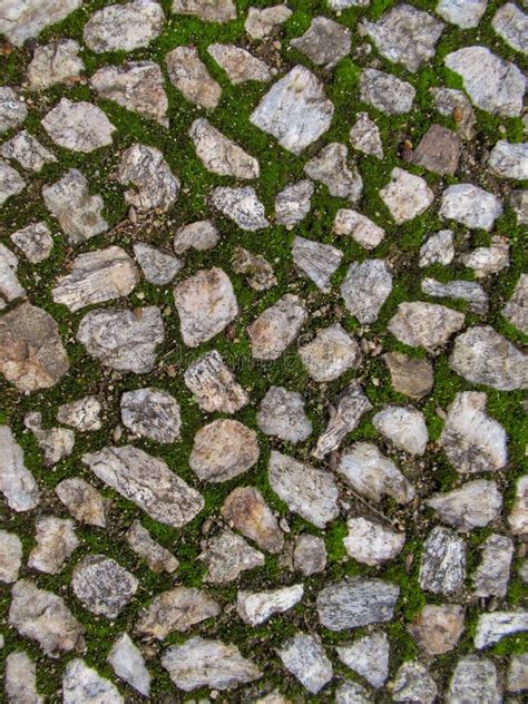 Free Images Rock Texture Floor Trunk Cobblestone