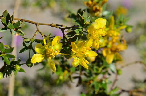 Larrea Tridentata Creosote Bush Southwest Desert Flora