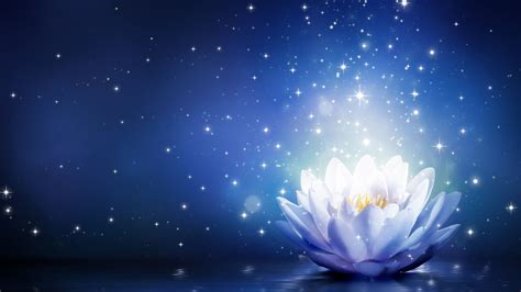 Image Result For Images For White Lotus With Transparent Background