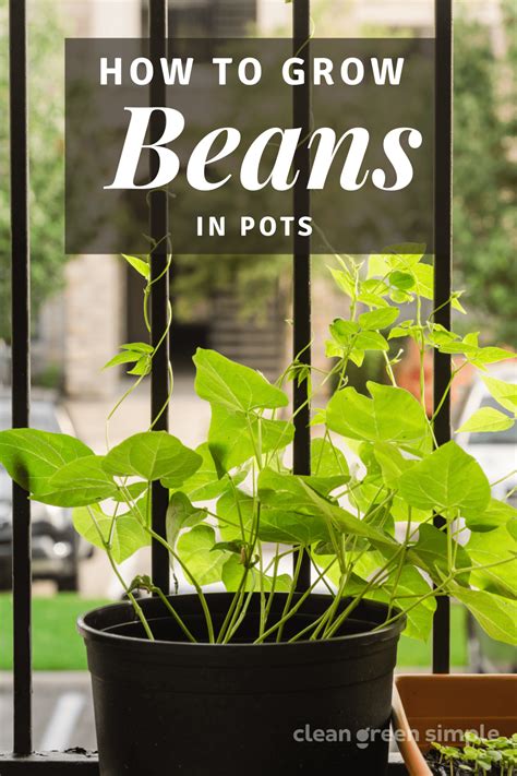 How To Grow Beans In Pots 7 Tips For A Bountiful Harvest Clean