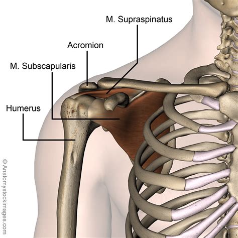 Shoulder Musculus Subscapularis Supraspinatus Muscle Acromion Humerus Sexiz Pix