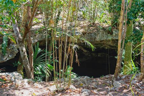 Royalty Free Jungle Cave Pictures Images And Stock Photos Istock