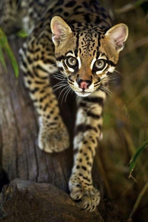 Ocelot A Collection Of Animals And Pets Ideas To Try