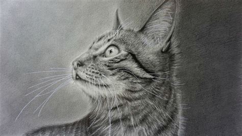 How To Draw A Realistic Cat With Pencil Step By Step Youtube