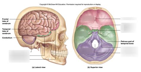 Foramina Of The Skull And Cranial Fossae Anatomy Tuto