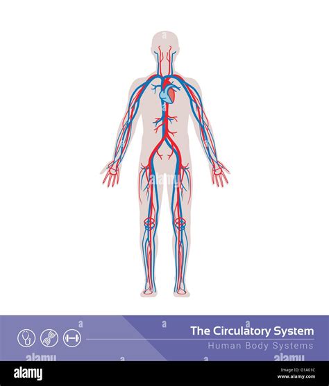 Sistema Circolatorio O Cardiovascolare Corpo Umano Sistema