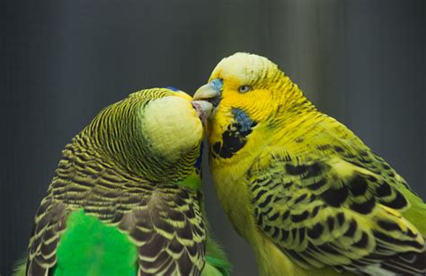 Parakeetbudgies Kissing Stock Photo Download Image Now Istock