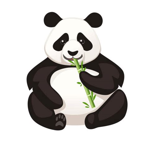 25 Panda Illustration Bamboo 291734 Panda Bamboo Illustration