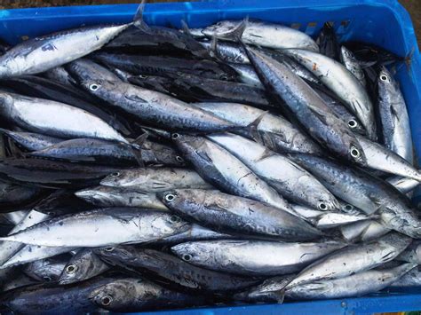 Panjang ikan ini dapat mencapai 12,2 meter dan. Mengenal Jenis Ikan Tangkapan Nelayan di Lautan Indonesia ...