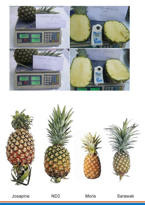 In india, leaves sap are used as anthelminthic and purgative. Silver Future Group and Company: PINEAPPLE OF MALAYSIA