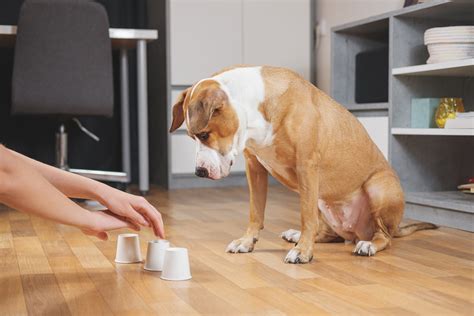 Dog Iq Test Test Your Dogs Intelligence Doggyadvice