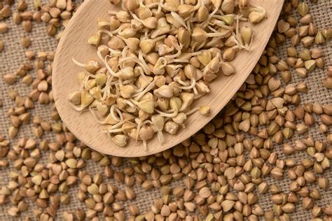 Buckwheat Organic Sprouting Seeds Hometown Seeds