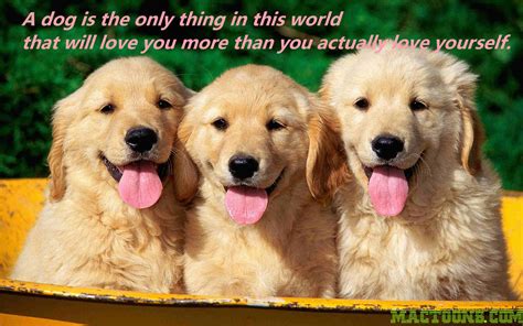 Inspirational Dog Quotes Golden Retrievers Quotesgram