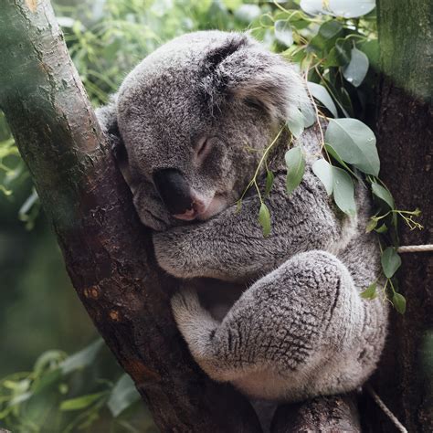 Australias Koala Park To Generate 12 Billion And 9800 Jobs