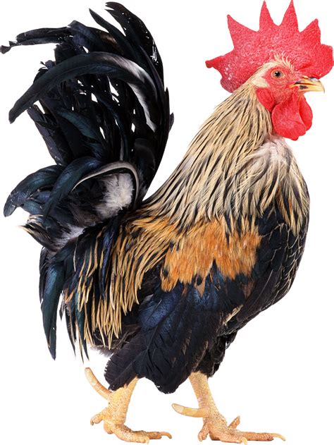 50 cock png images free to download