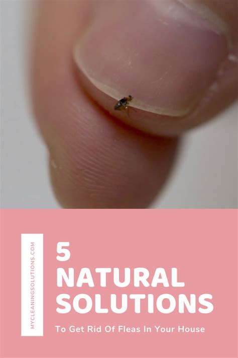 Natural Solutions To Get Rid Of Fleas In Your House In Natural Solutions Fleas Home