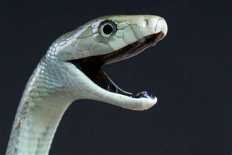 Black Mamba Animal Facts For Kids Characteristics And Pictures