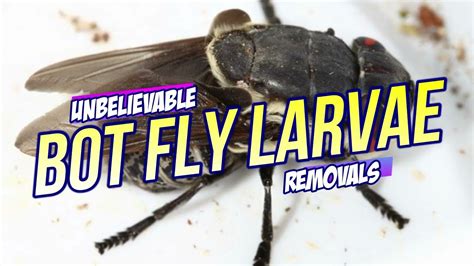 Bot Fly Removal Top 10 Bot Fly Removal Of All Time Youtube