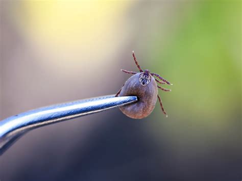 Urgent The Newest Deadly Tick Danger Easy Health Options®