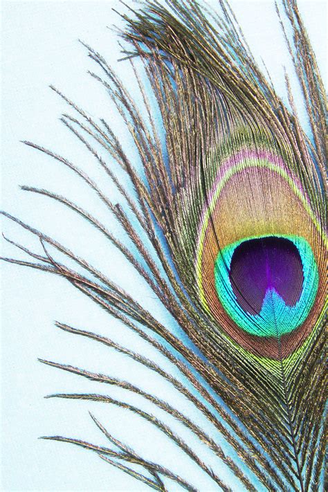 Natural Peacock Feathers Large Peacock Eye Feather Peacock Etsy