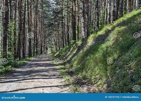 Summer Sunlit Forest Pine Trees With Ecological Path Vitosha Mountain