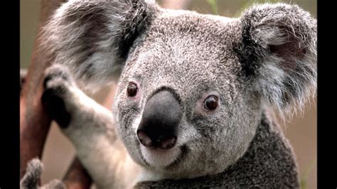Koala Smiling YouTube