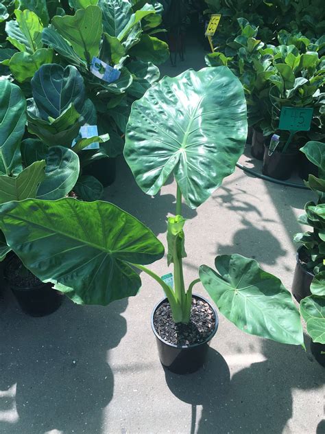 The second picture in the ad shows a range of typical sizes that we ship. Alocasia 'Taro' (Elephant Ears) | Westlake Nursery