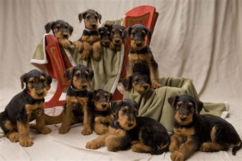 Annesairedales@gmail.com then see the how to reserve your puppy page for. ABERDEEN AIREDALES - Puppies For Sale